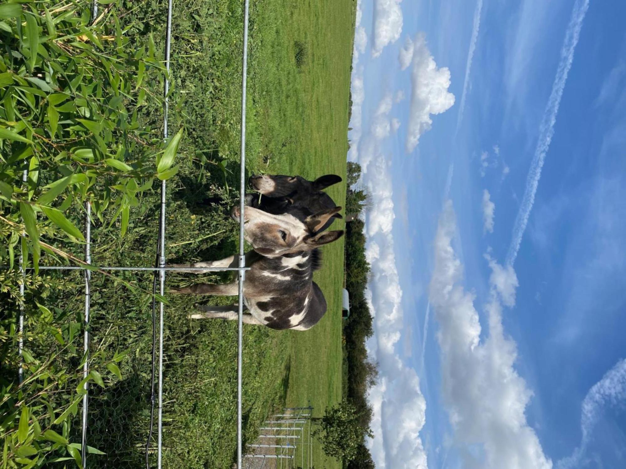 Fairview Farm Holiday Accommodation 14 Luxury Lodges, Cabins, Dog Friendly, Suitable For Couples, Families And Groups, Wedding Guests , Corporate Events, Sleeps 2-65 Guests In Ravenshead, Nottingham Near Sherwood Forest, Set In 88 Acres Экстерьер фото