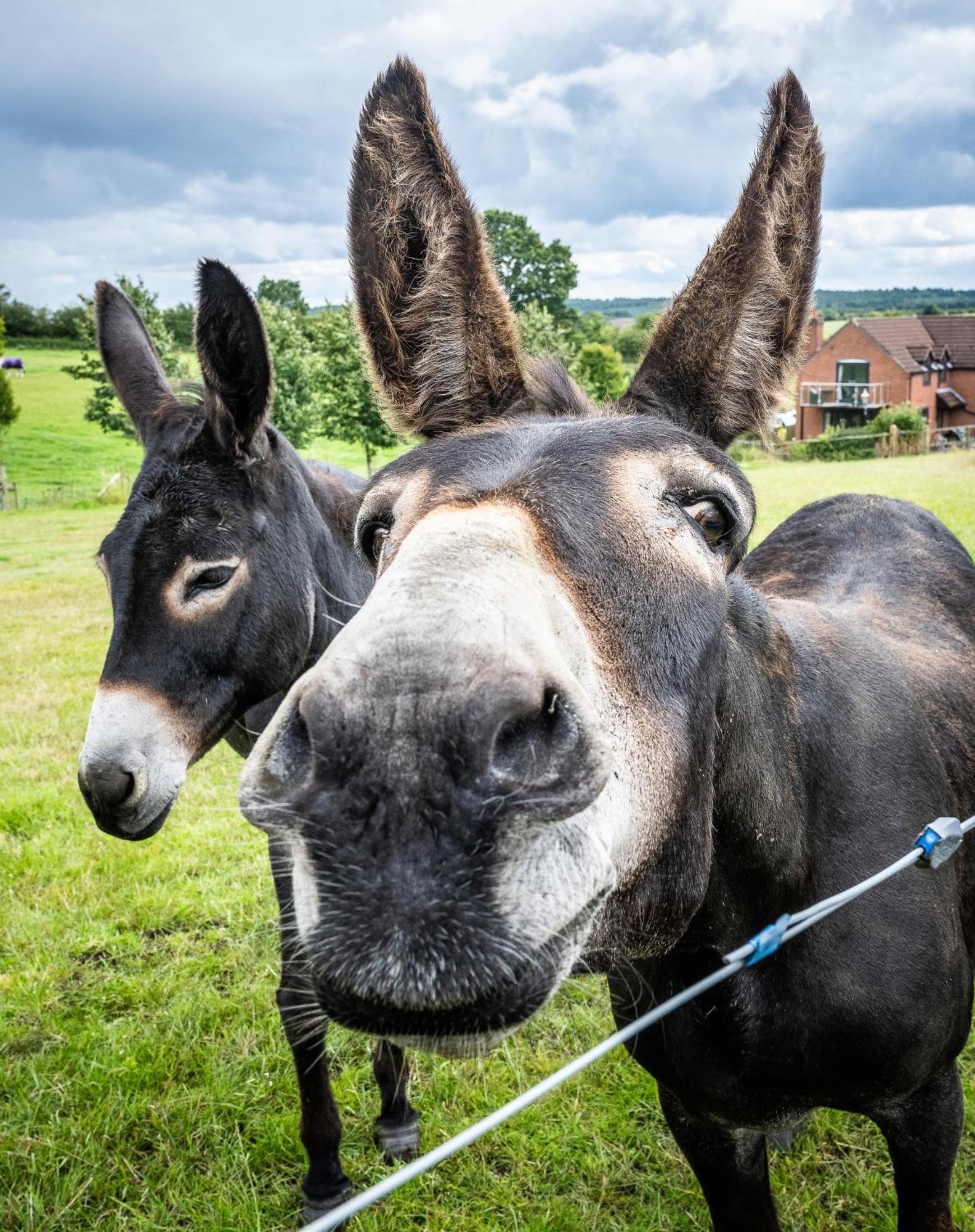 Fairview Farm Holiday Accommodation 14 Luxury Lodges, Cabins, Dog Friendly, Suitable For Couples, Families And Groups, Wedding Guests , Corporate Events, Sleeps 2-65 Guests In Ravenshead, Nottingham Near Sherwood Forest, Set In 88 Acres Экстерьер фото
